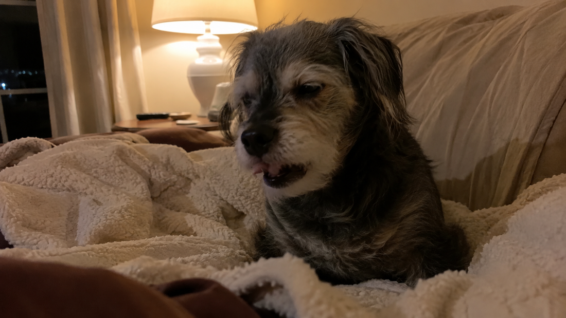 Dog coughing at night while resting on a couch