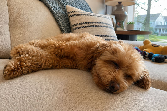 Dog breathing fast while sleeping on a couch at home